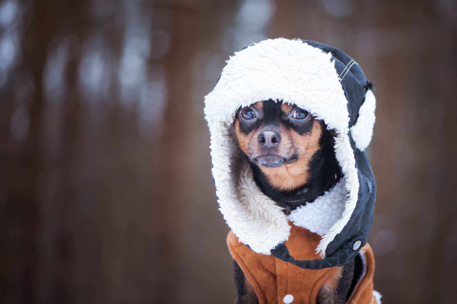 Собака в одежде зимой