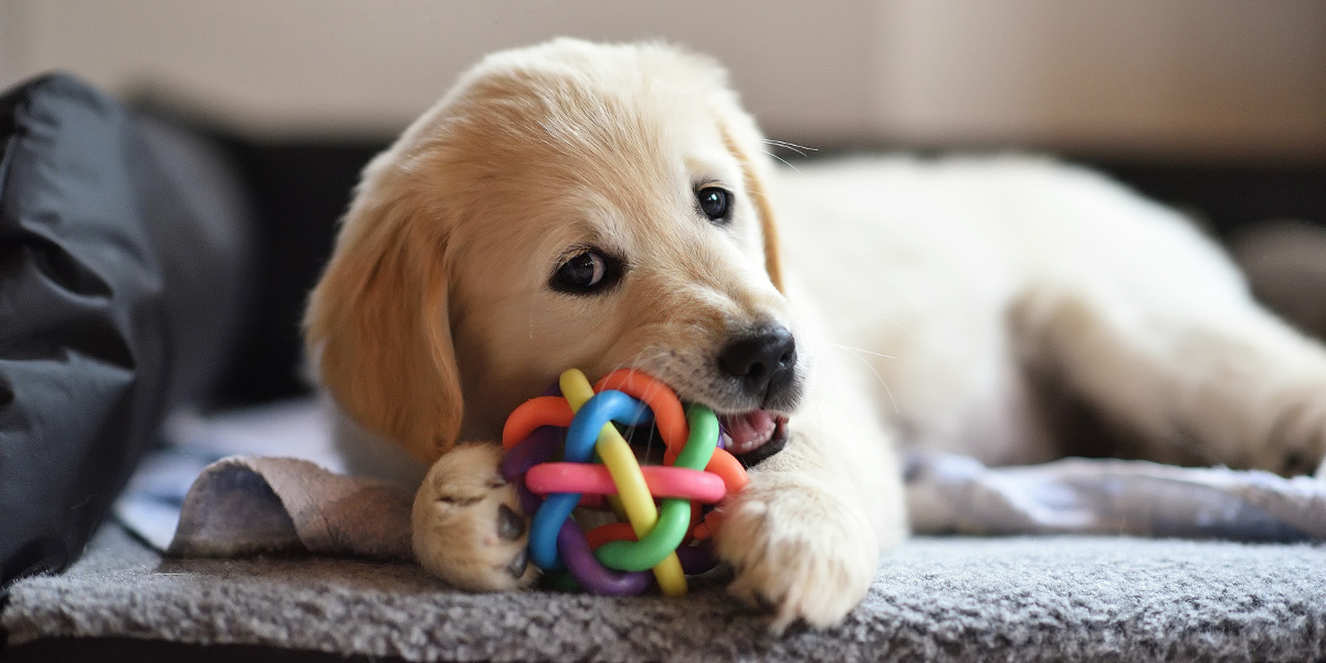 puppy toys uk