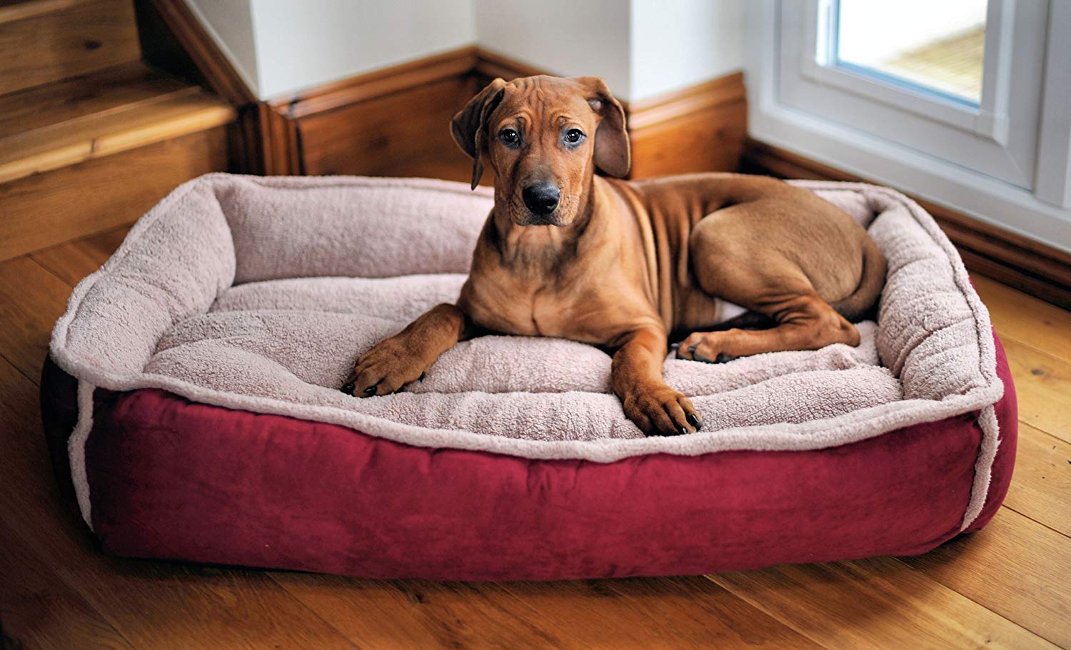 The Best Dog Bed Reviews Pet Toy UK (2021)