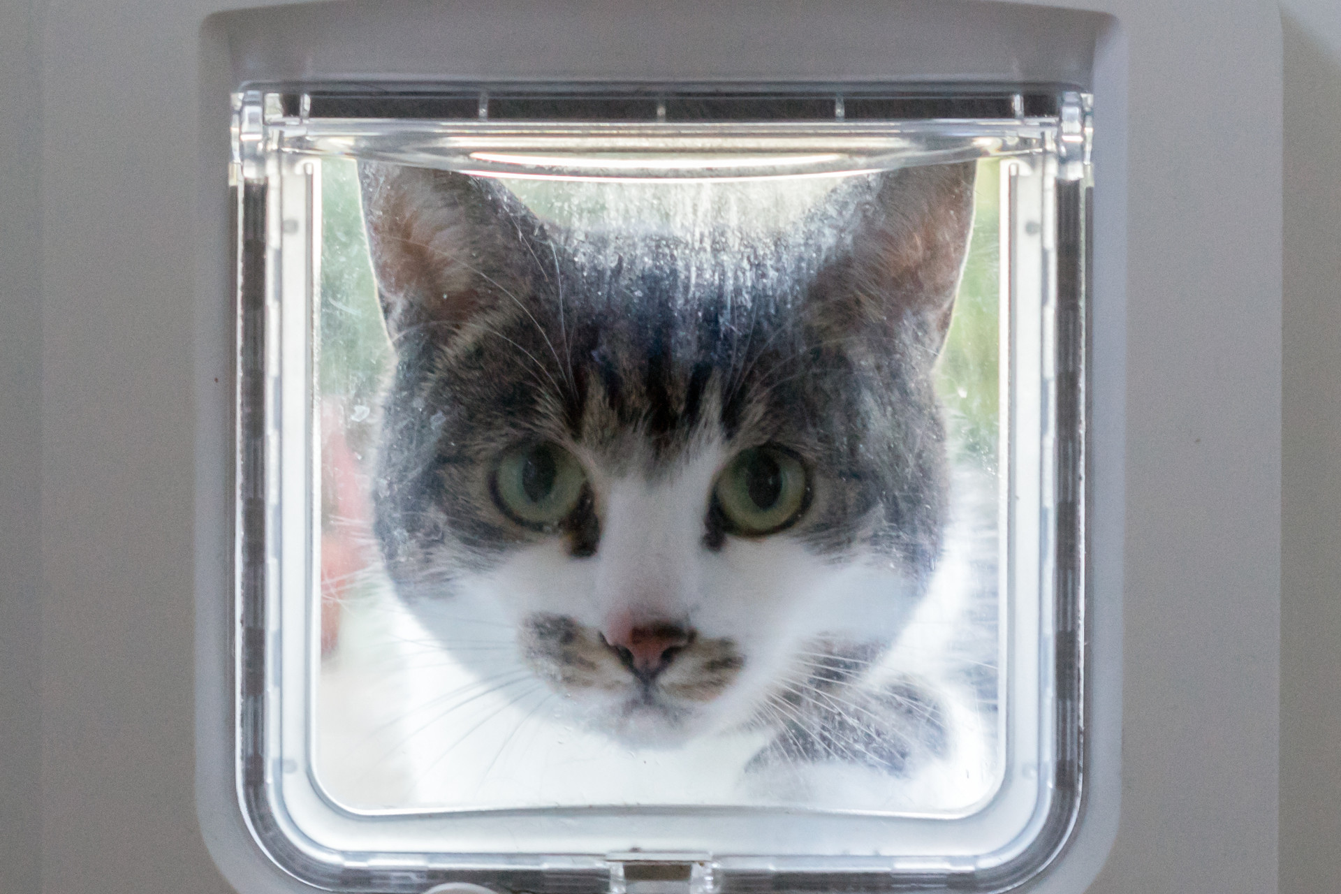 microchip cat flap for glass door